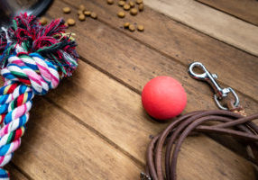 Pet toy and leashes on wooden table