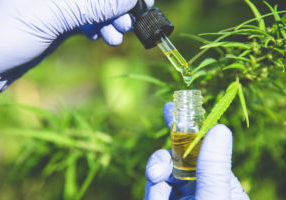 Hand of scientist  checking hemp plants in a greenhouse. Marijuana research, cbd oil, alternative herbal medicine concept,  pharmaceptical industry.